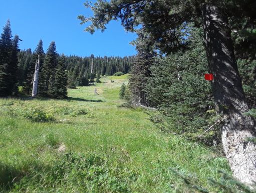 Where I lost the Dodger Point Primitive trail and had to bushwack to the summit