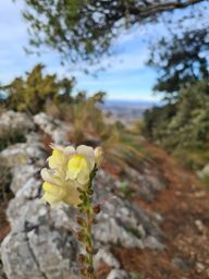 Le crane de Colombier