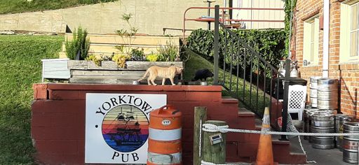 Buzzard stealing the cathog's breakfast. Cathog not happy.