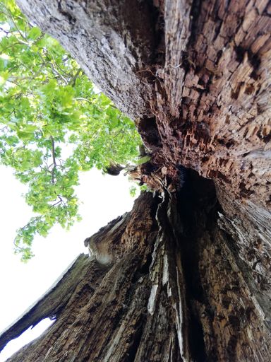 View from inside the tree