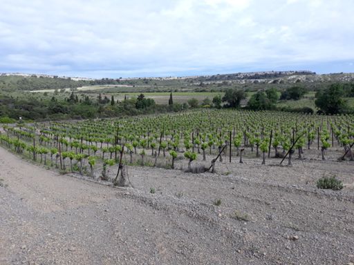 Entre Bringaret et la ramade