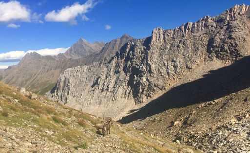 Ibex road block on the mountain path today