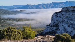 Dans la forêt des calanques
