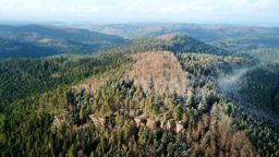 Canceley Rommelstein