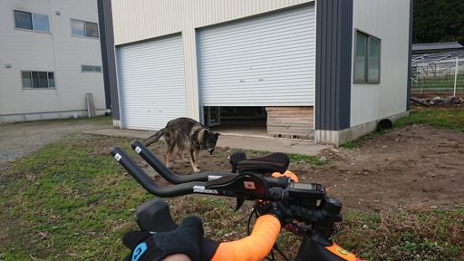 めちゃくちゃでかい福田おった
柴犬2匹分くらいあるんじゃね

オオカミかと思ってビビった