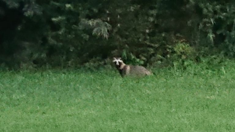 フリーサイトはホテルの中庭を利用していて一応ホテルの敷地内だけど、タヌキが通る...