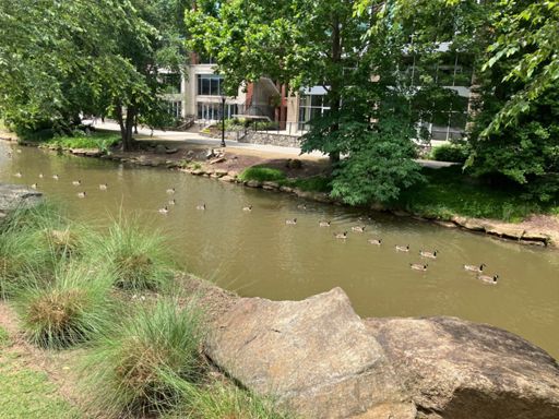 The geese were headed up the river