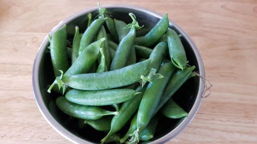 Fresh peas for an after ride snack