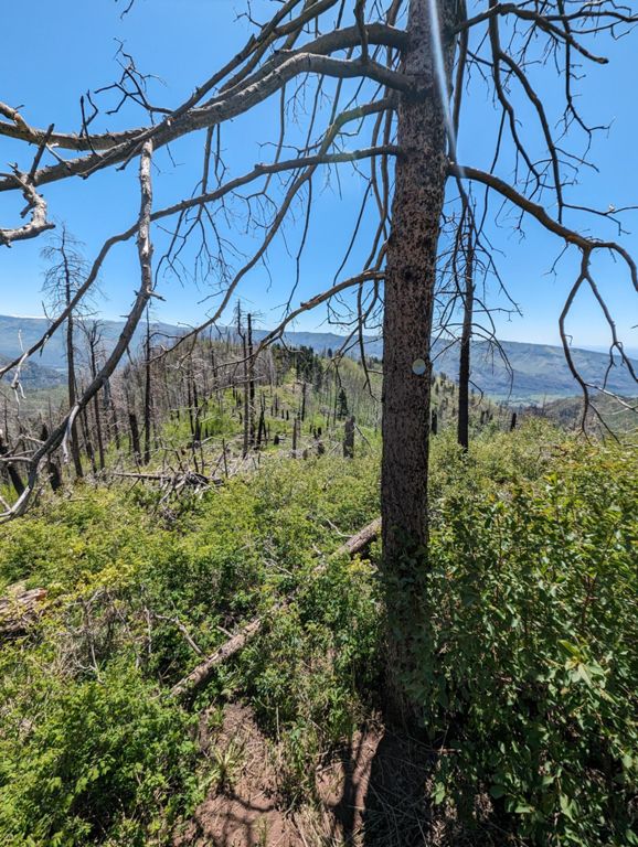 Neighborhood ridge loop