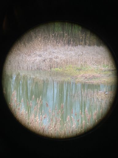 Op de kijktoren* van de Fondatie van Boudelo staat er een verrekijker. Als ge een beetje inzoomt op de foto ziet ge eenden, en als ge enkele maanden terugspoelt, ook nog ijsvogels.


* Sic, niet “uitkijktoren”, waarschijnlijk omdat er eerlijk gezegd niet veel uitkijks is.