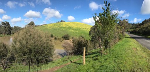 Arctotheca calendula (Cape Dandelion), Christian Rd