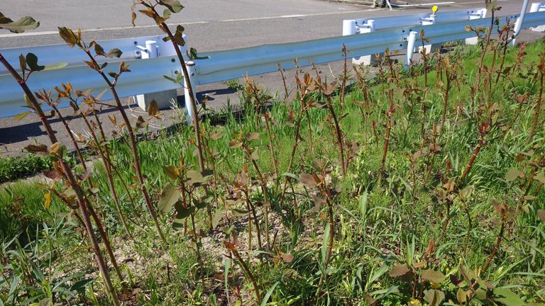 川沿いは所々こんな感じでイタドリが生えてる。