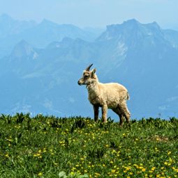 Dent et Roc d’Oche