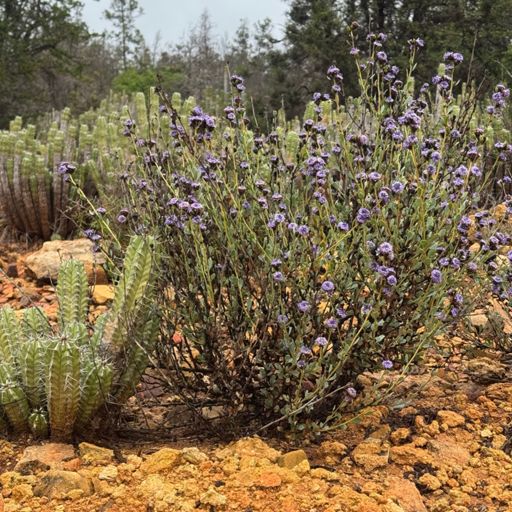 The gravel road heading down towards Tamri was pretty Remote. It basically zigzagged through a pine Forrest with some incredible ground covering plants, also some  Argan tress had grown in some of the gaps so it felt really lush.
