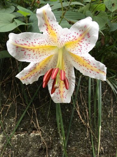 ヤマユリが見頃