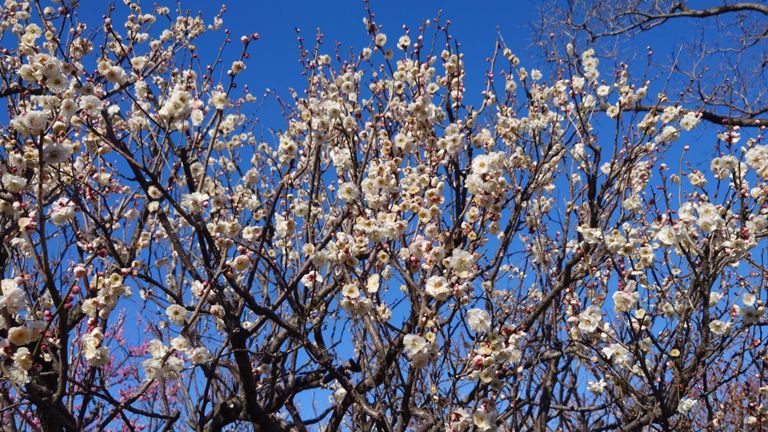 これだけ咲いてると、近くは梅のいい香りが漂う。