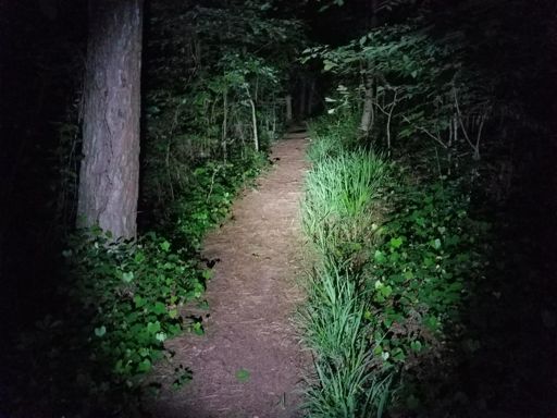 One last trail to get home, lots of spiders.