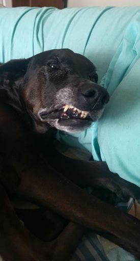 Smile! 
Her lip stuck to her teeth and I had to snap a pic. 