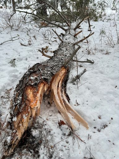 Nearby tree just snapped up 30 feet. 