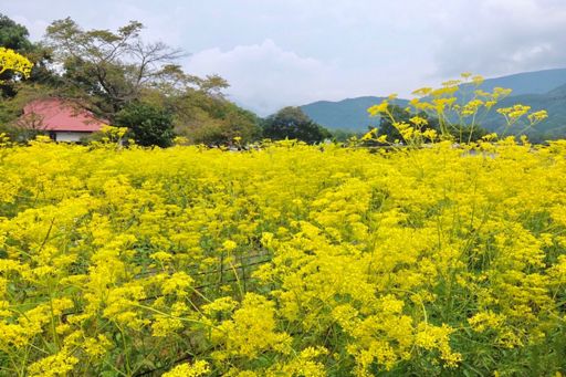 真性寺とオミナエシ