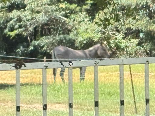 The elusive Zonkey ... kinda like bigfoot, really hard to get  a pic b/c it's always in the shade or too far away.