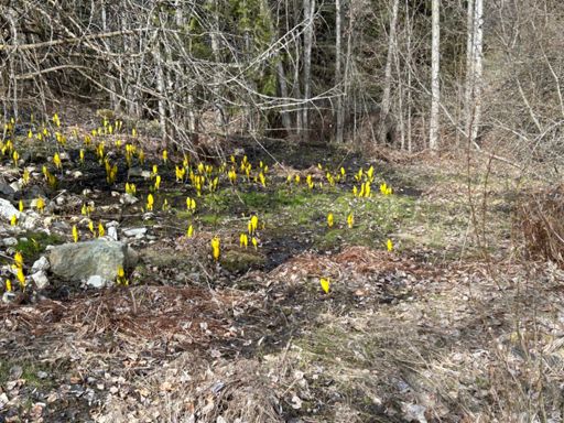 Kootenay Daffodils 