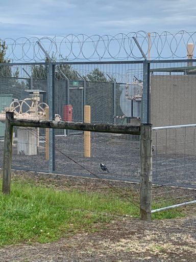 #swoopyboiz behind bars