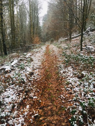 Trail hinab Richtung Heimat