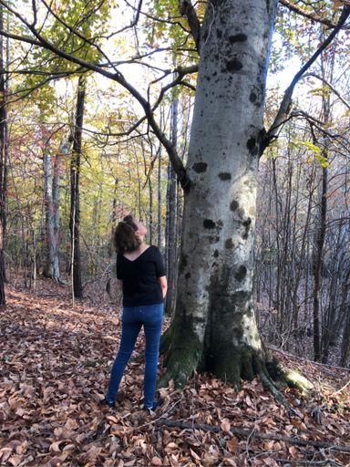 I think that I shall never see
A poem lovely as a tree.