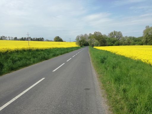 Řepka ... všude kam se podíváš ...