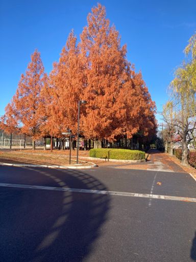 彦根のメタセコイヤ（大嘘）