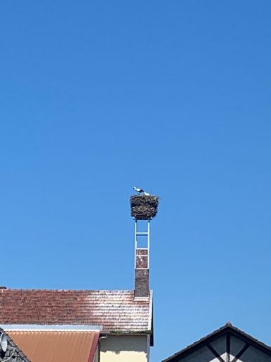 Storchennest in Kaltenbrunnn