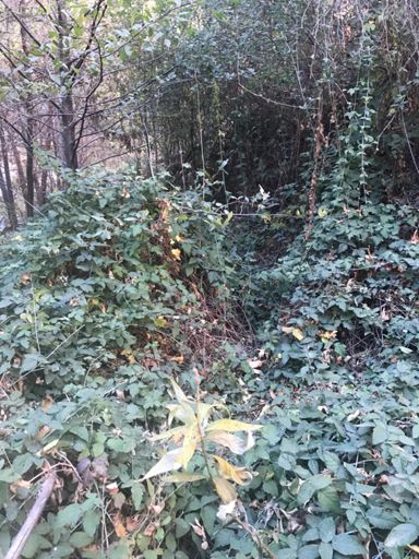 When you stray from the creek, you end up in poison oak.