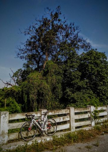 Those are Bats by the way.