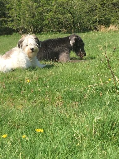 Cassey  and Trigger.