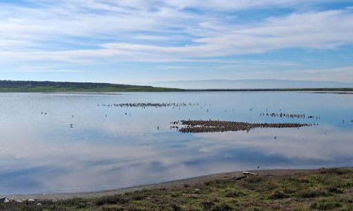 lots of snoozing sandpipers everywhere, they migrate at night