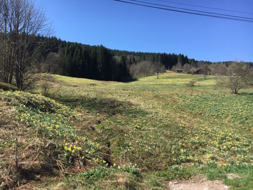 Fête des jonquilles :)