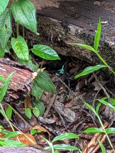 Poison Dart Frog. Lethal 