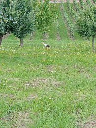 ein lieber storch...