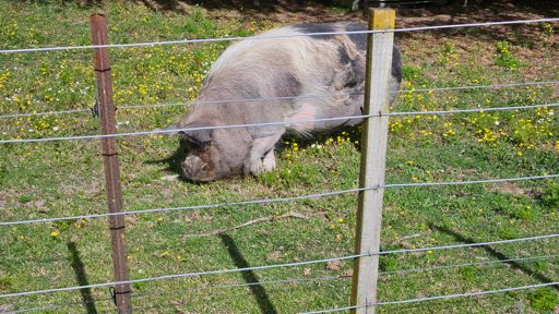 Big piggy free ranging in the paddock with some goats. A face that only a mother could love, but beautiful in its own unique way.