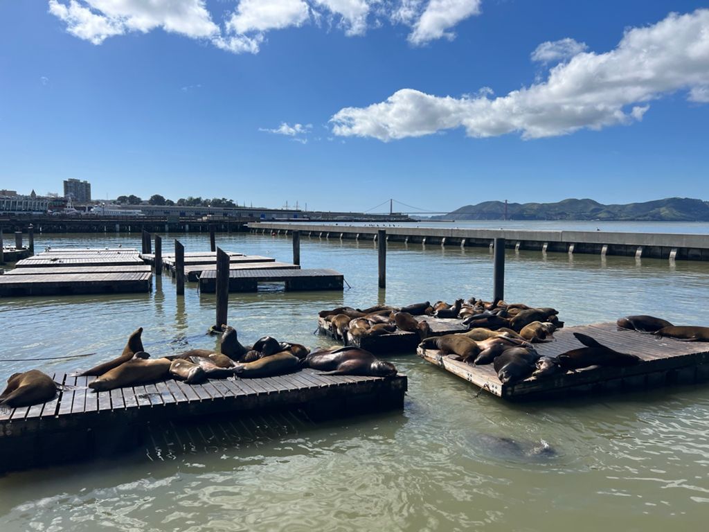 Butterlap (Presidio & Golden Gate Park) photo 180