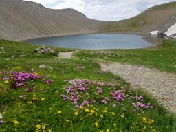 Rando fleurie autour du lac d’Allos