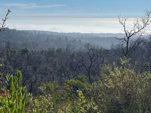 There’s a dense fog over the ocean 
