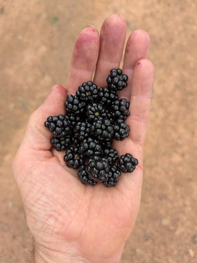 Blackberry deliciousness