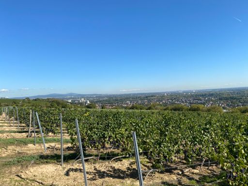 Das ganze Ried und hinten der Feldberg