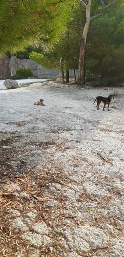 Προσοχη στσ σκυλια μετα την ανηφορα απο Λιθακια προς Κοιλιωμενο....λιγο μετα το εργοταξιο!