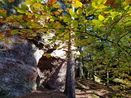 Dans ma prison dorée