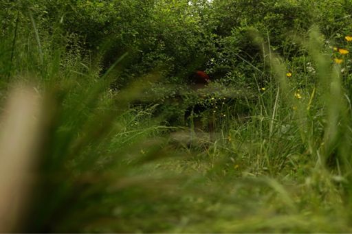 Is het een uiterst zeldzame Groengebroekte Wirwar?