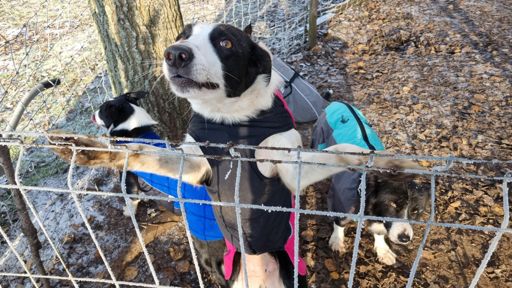 Bobi chwali się ubrankiem 