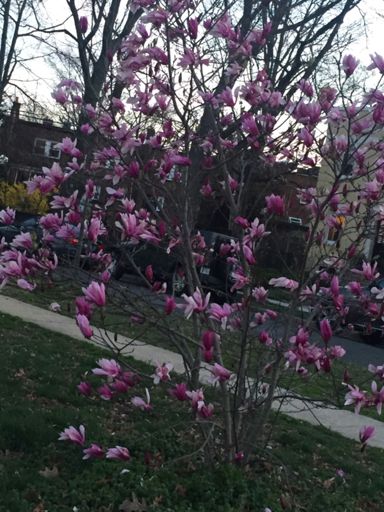 Tremendous color...hard to really see here.